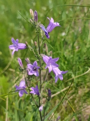 Campanula sibirica