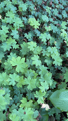 Geranium rotundifolium