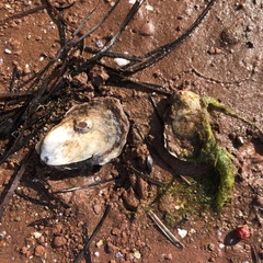 Crassostrea virginica