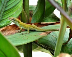 Anolis carolinensis