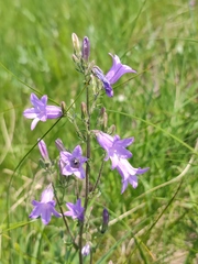 Campanula sibirica