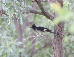 Clamator levaillantii