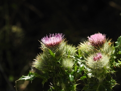 Cirsium brevistylum