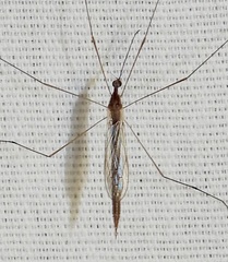 Geranomyia communis