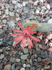 Cleistocactus winteri