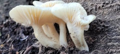 Hygrophorus