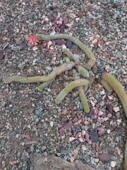 Cleistocactus winteri