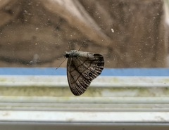 Hermeuptychia canthe