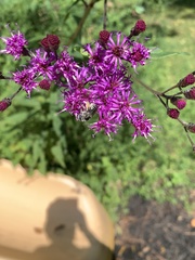 Melissodes denticulatus