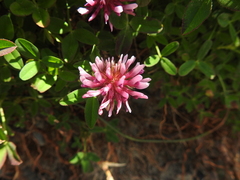 Trifolium wormskioldii