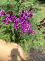 Melissodes denticulatus