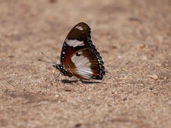 Hypolimnas misippus