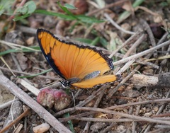 Hypolimnas misippus