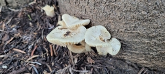Hygrophorus