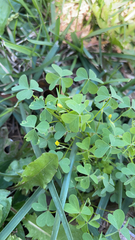 Oxalis dillenii