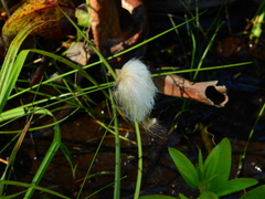 Eriophorum chamissonis