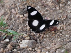 Hypolimnas misippus