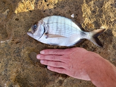 Diplodus