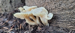 Hygrophorus