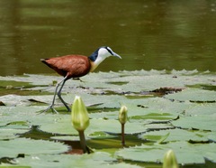 Actophilornis africanus