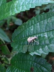 Dermatoxenus caesicollis