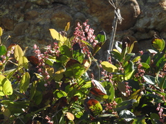 Gaultheria shallon