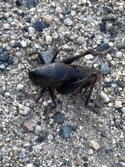 Anabrus simplex