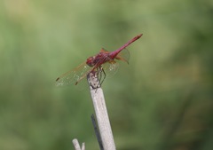 Trithemis annulata