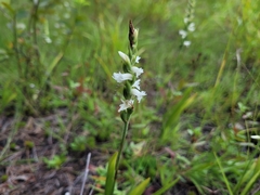 Spiranthes incurva