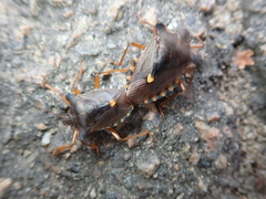 Pentatoma rufipes