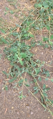 Atriplex semibaccata