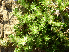 Cardionema ramosissimum