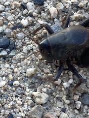 Anabrus simplex
