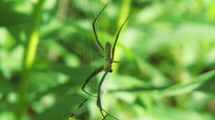 Argiope trifasciata