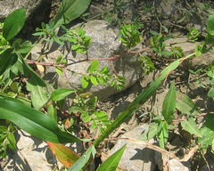 Euphorbia humistrata