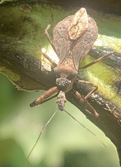 Acholla multispinosa