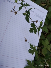 Geranium sibiricum