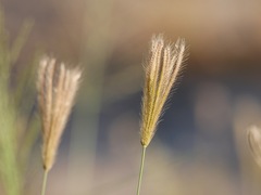 Chloris