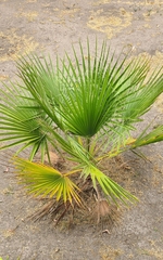 Washingtonia robusta