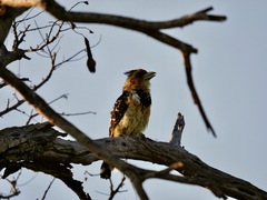 Trachyphonus vaillantii vaillantii
