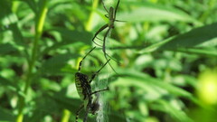 Argiope trifasciata