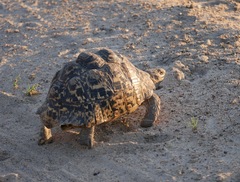 Stigmochelys pardalis