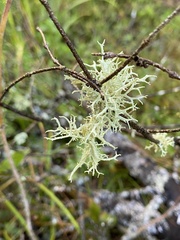 Evernia mesomorpha