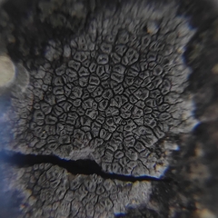 Lecanora carpinea