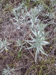 Artemisia ludoviciana