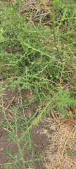Salsola tragus