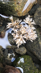 Corallina officinalis