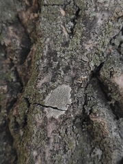 Lecanora carpinea