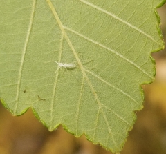 Eucallipterus tiliae