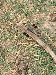 Brachythemis impartita